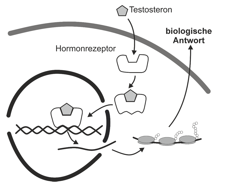 Schematische Darstellung: Testosteron bindet an Hormonrezeptor, aktiviert Genexpression und löst eine biologische Antwort aus.